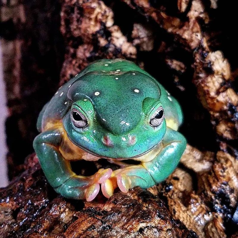Frog