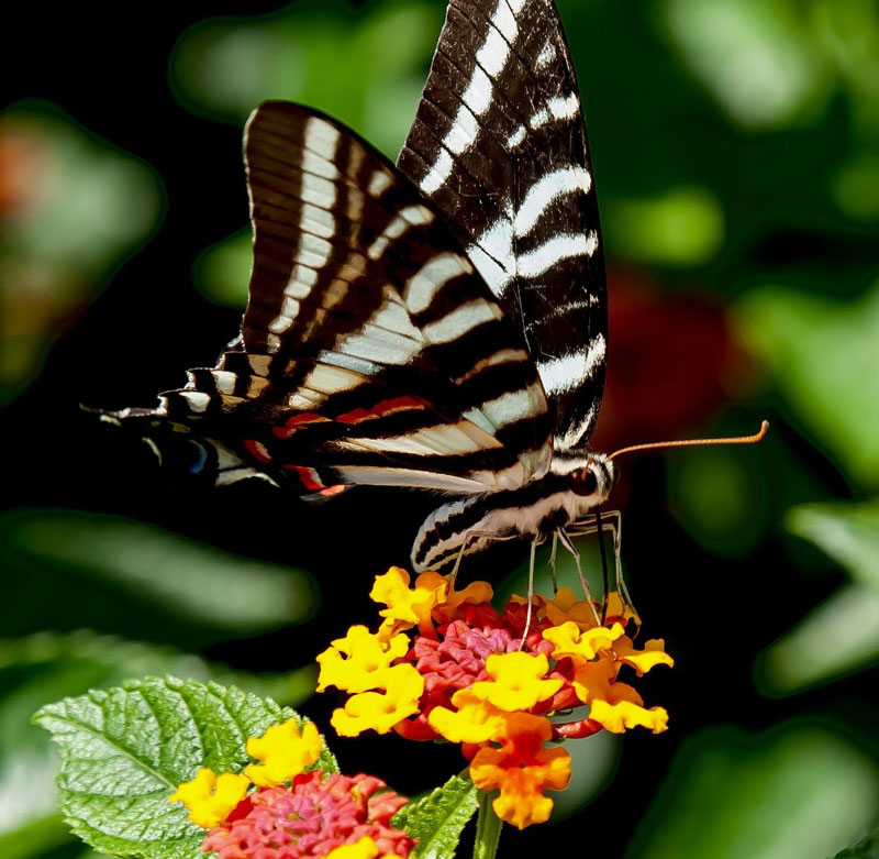 Butterfly Home and Garden Show