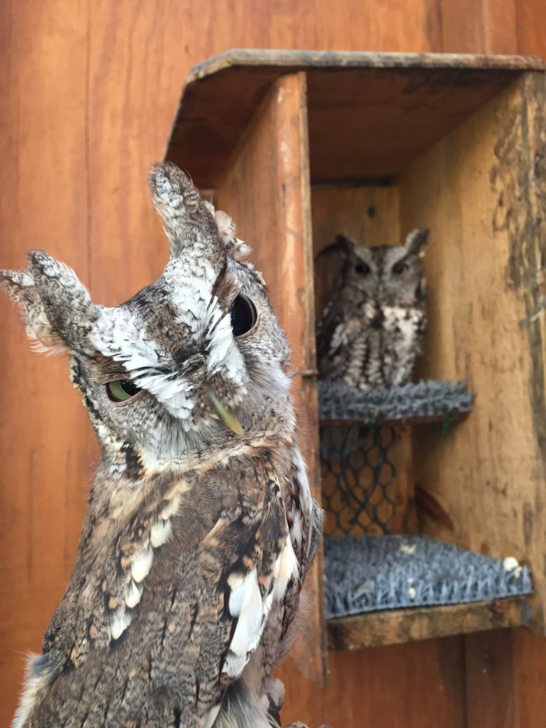 Briar Bush Nature Center Two Owls