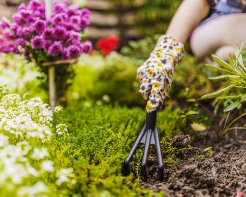 Woman hand planting a beautiful, green leaved plant on a natural, soil background, low angle view. Natural background for advertisements. Gardeners hands planting flowers with small rake in a garden during bright summer day.