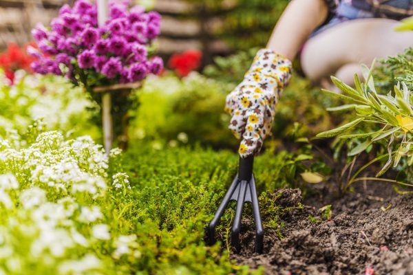 Woman hand planting a beautiful, green leaved plant on a natural, soil background, low angle view. Natural background for advertisements. Gardeners hands planting flowers with small rake in a garden during bright summer day.