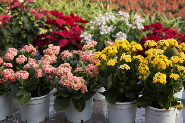 Flaming Katy flowers in pots , Artificial colorful flowers pots, flowers shop,
